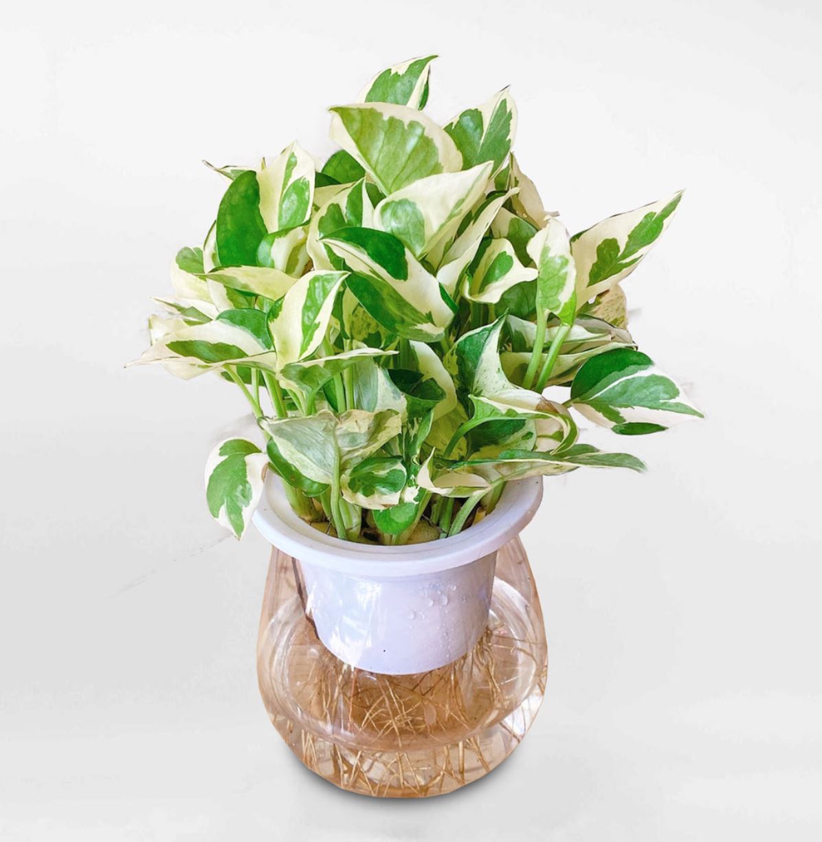 Cây Trầu Bà thủy sinh