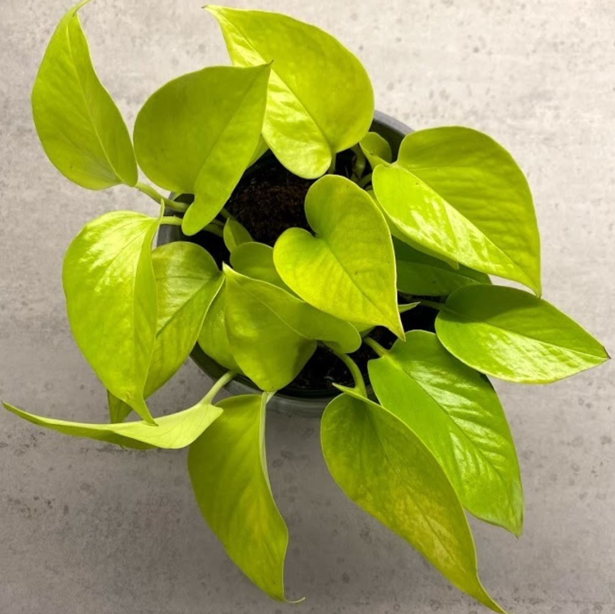 Cây Trầu Bà Vàng