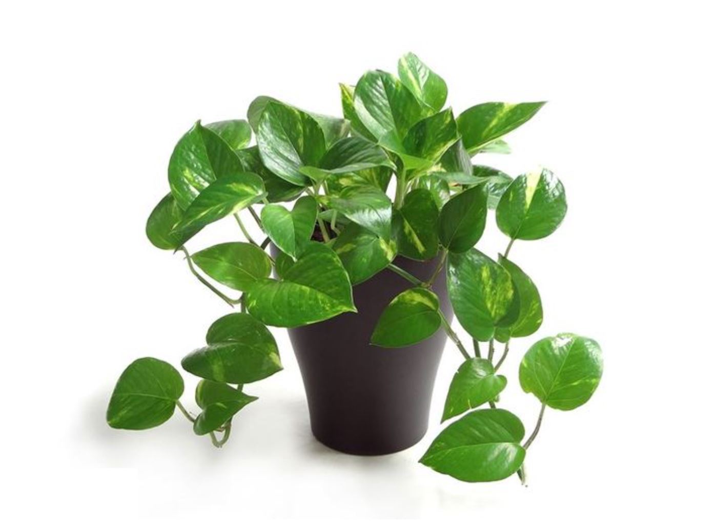 Cây Trầu Bà Xanh