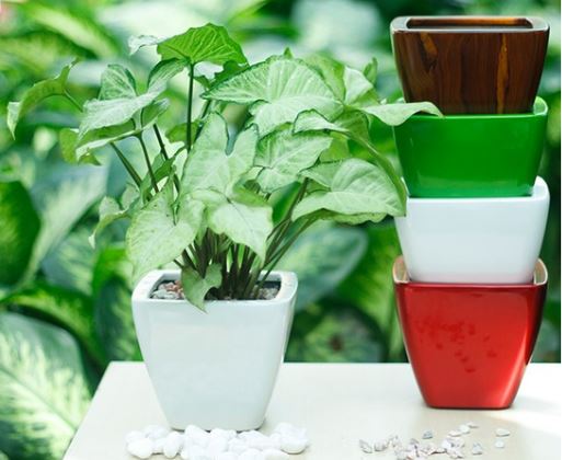 Cây Tróc Bạc hợp tuổi gì