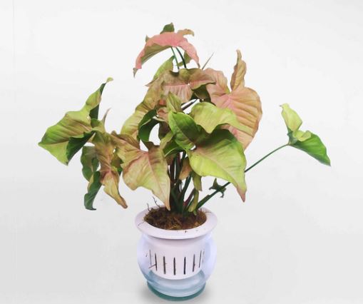 cây Tróc Bạc Lá Hồng