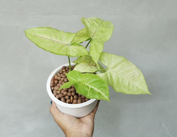 cây Tróc Bạc Lá Trắng