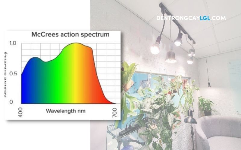 Quang phổ của ánh sáng nhân tạo cho cây trồng mà cây có thể hấp thụ được
