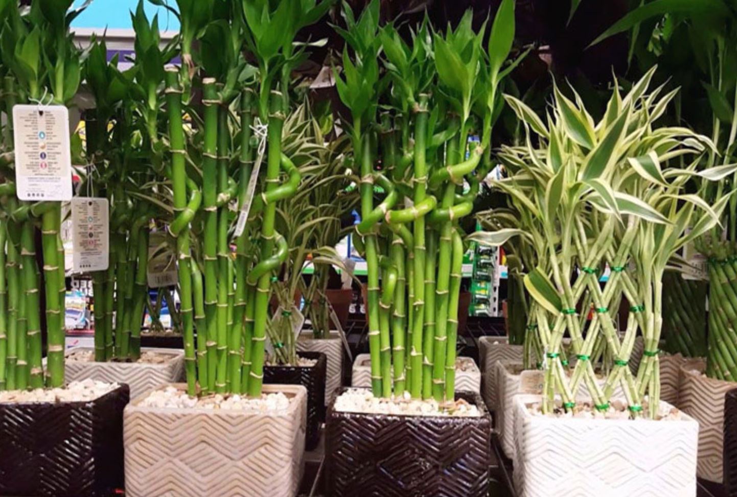 Cây Trúc Phú Quý hợp mệnh gì