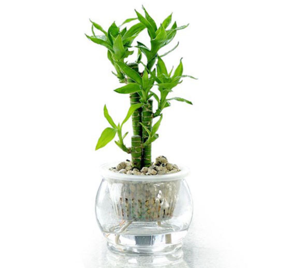 Cây Trúc Phú Quý là cây gì