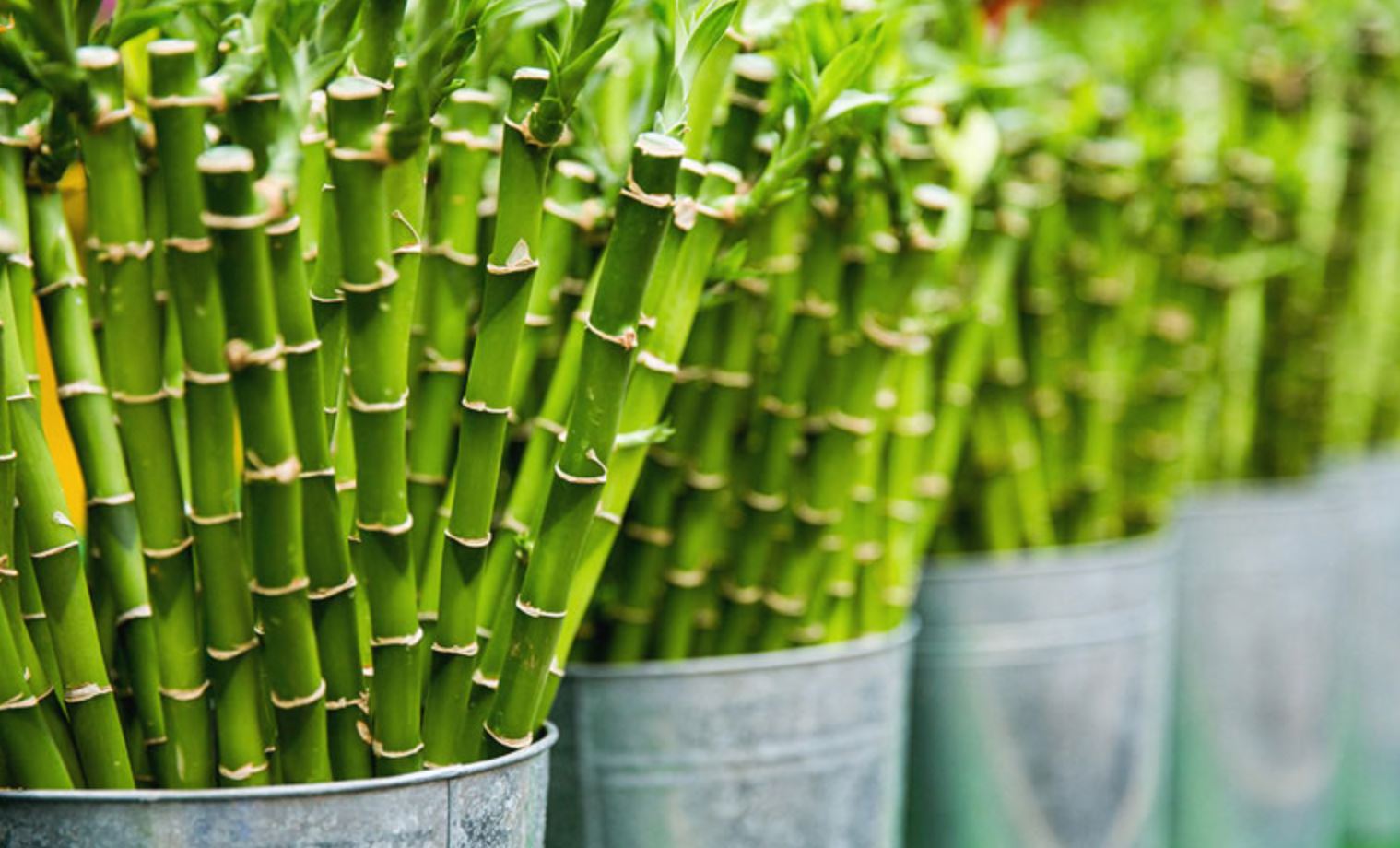 Cây Trúc Phú Quý ra hoa