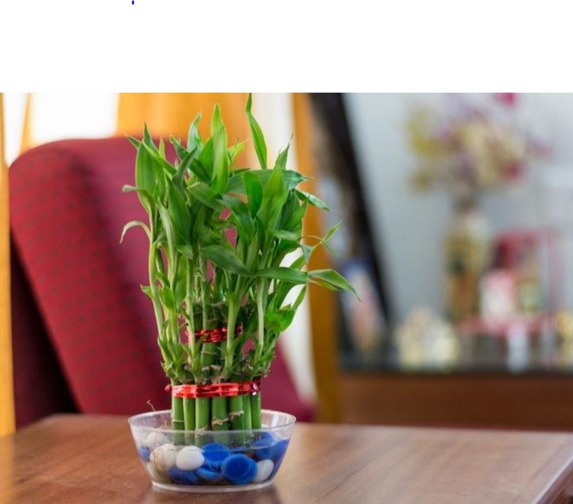 Cây Trúc Phú Quý thủy sinh