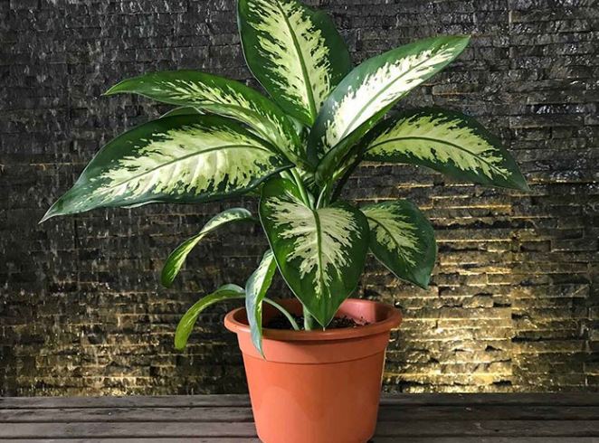 cây Vạn Niên Thanh hợp mệnh gì