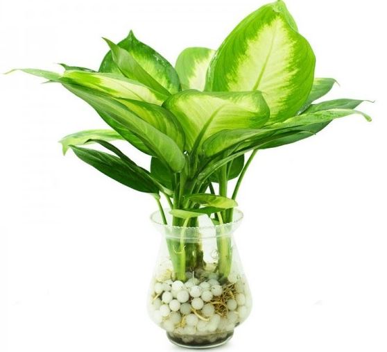 Cây Vạn Niên Thanh là cây gì