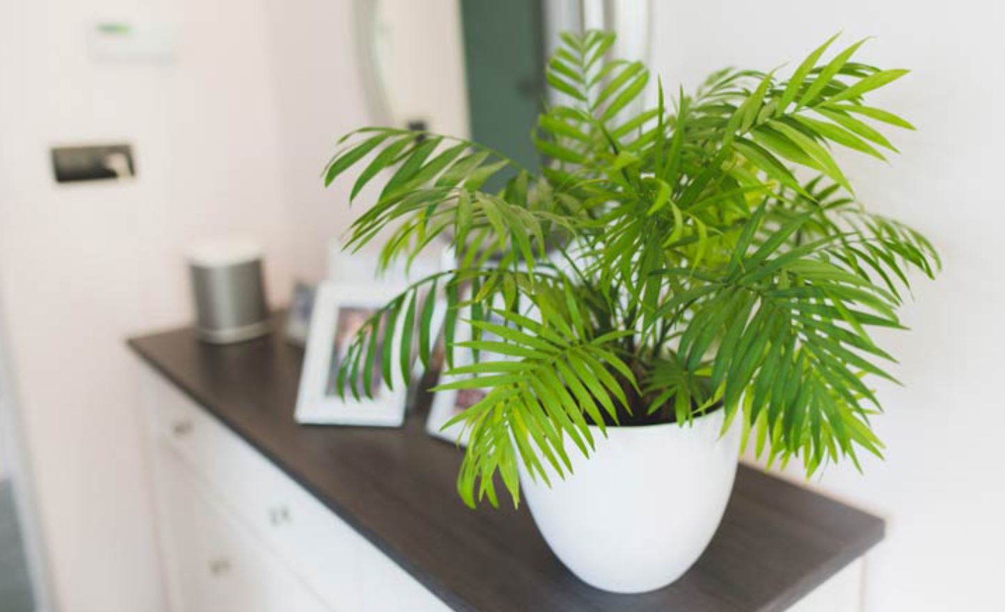 Cách chăm sóc cây Cau Tiểu Trâm