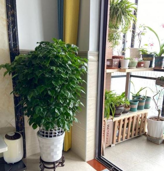 Chọn vị tr&iacute; đặt c&acirc;y Hạnh Ph&uacute;c