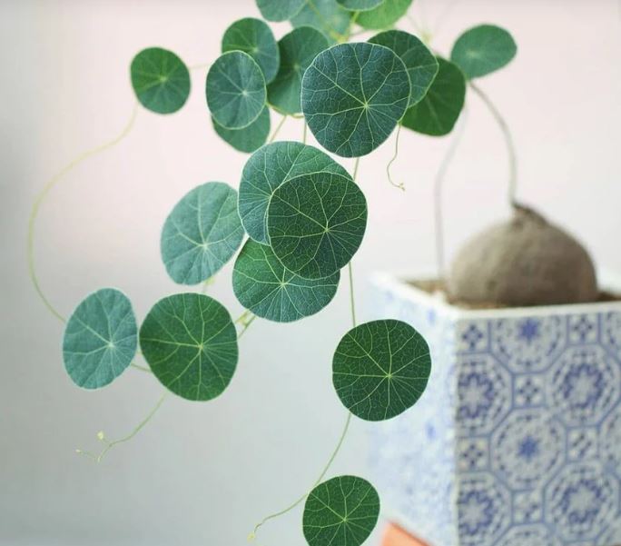 Công dụng của cây Bình Vôi