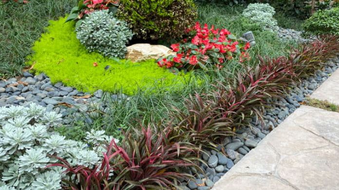 C&ocirc;ng dụng của c&acirc;y &Aacute;nh Dương