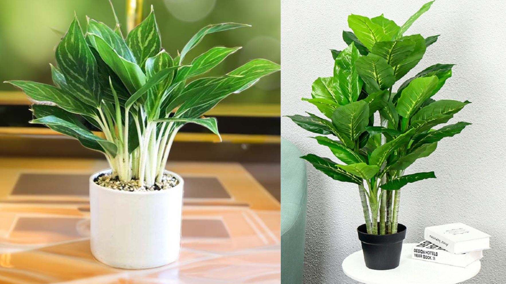 Công dụng của cây Bạch Mã Hoàng Tử