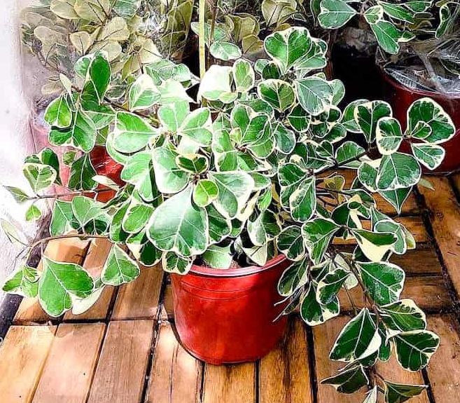 C&ocirc;ng dụng của c&acirc;y Đa Tam Ph&uacute;c