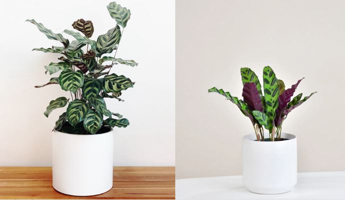 Công dụng của cây Đuôi Phụng