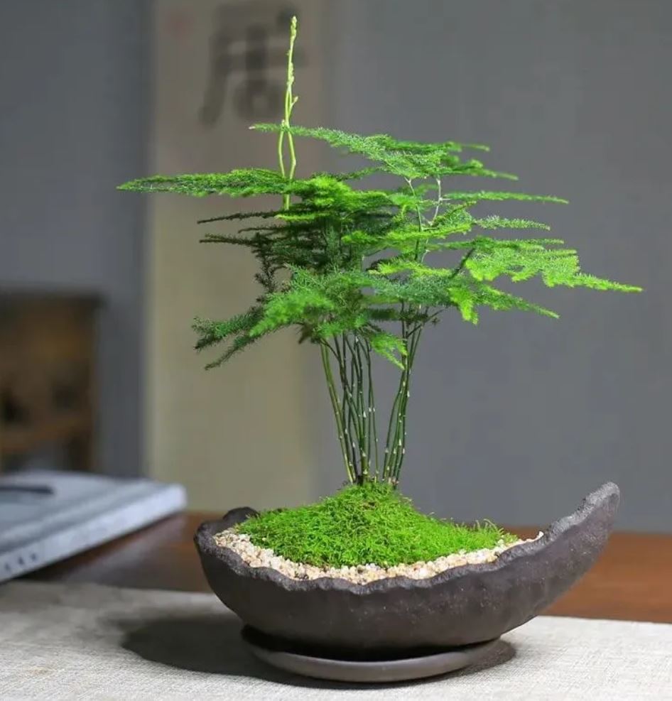 Công dụng của cây Kim Thủy Tùng