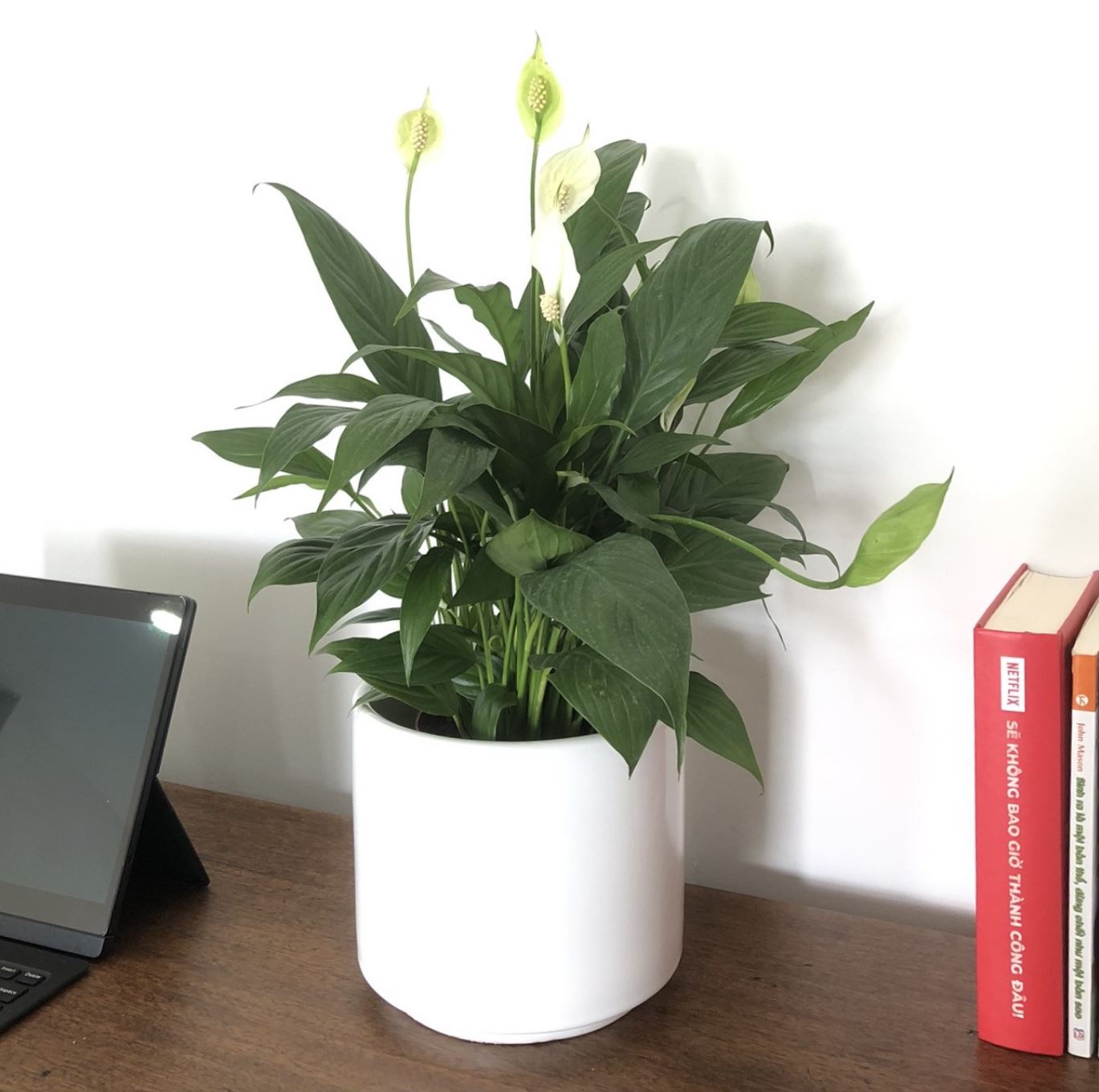 Công dụng của cây Lan Ý