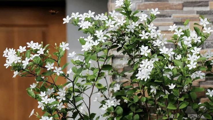 C&ocirc;ng dụng của c&acirc;y Mai Chỉ Thi&ecirc;n
