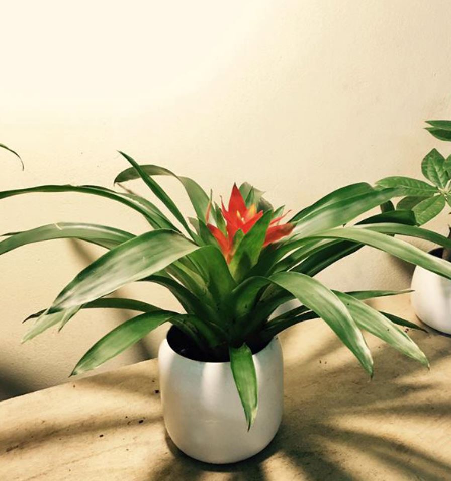 Công dụng của cây Phong Lộc Hoa