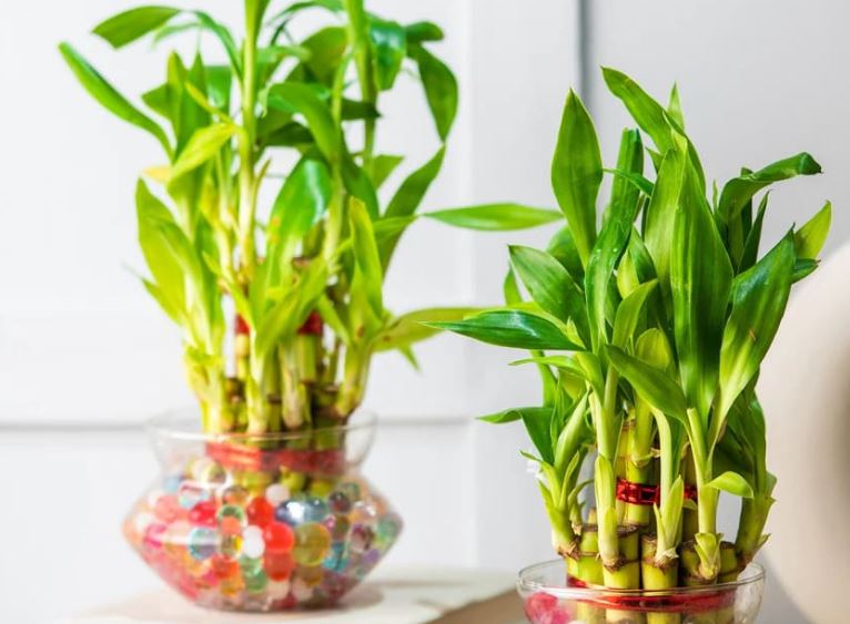 Công dụng của cây Thần Tài