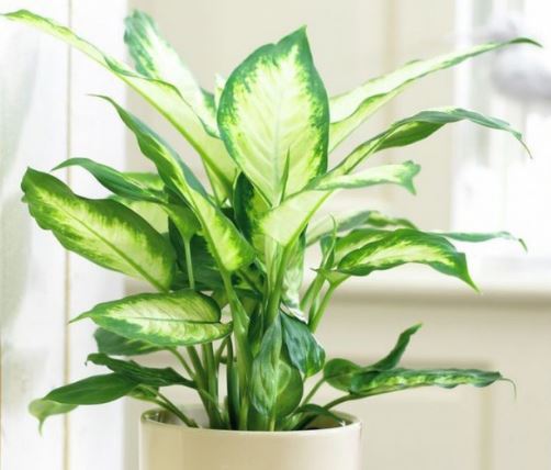 Công dụng của cây Thanh Lam