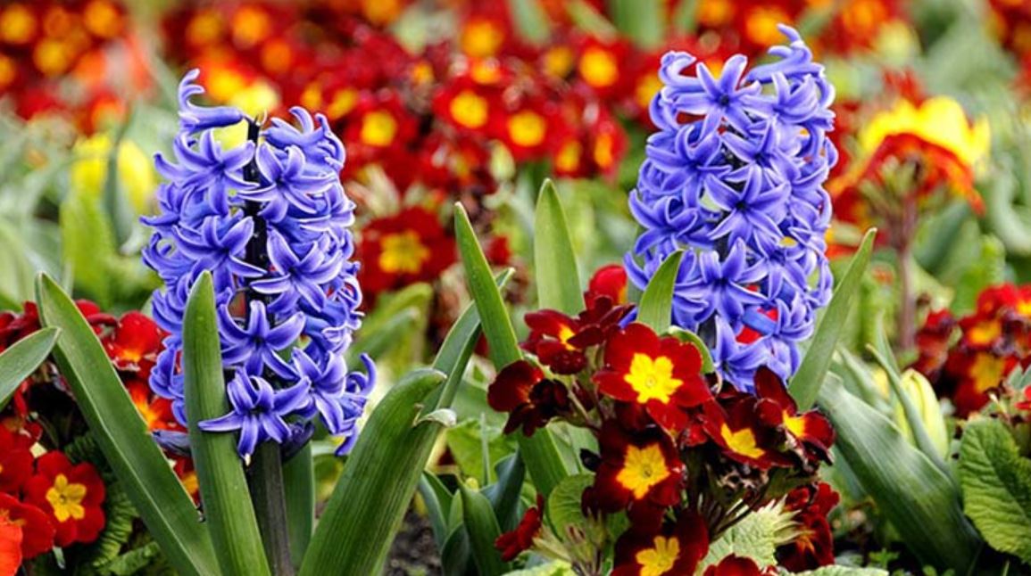 C&ocirc;ng dụng của c&acirc;y Ti&ecirc;n &Ocirc;ng