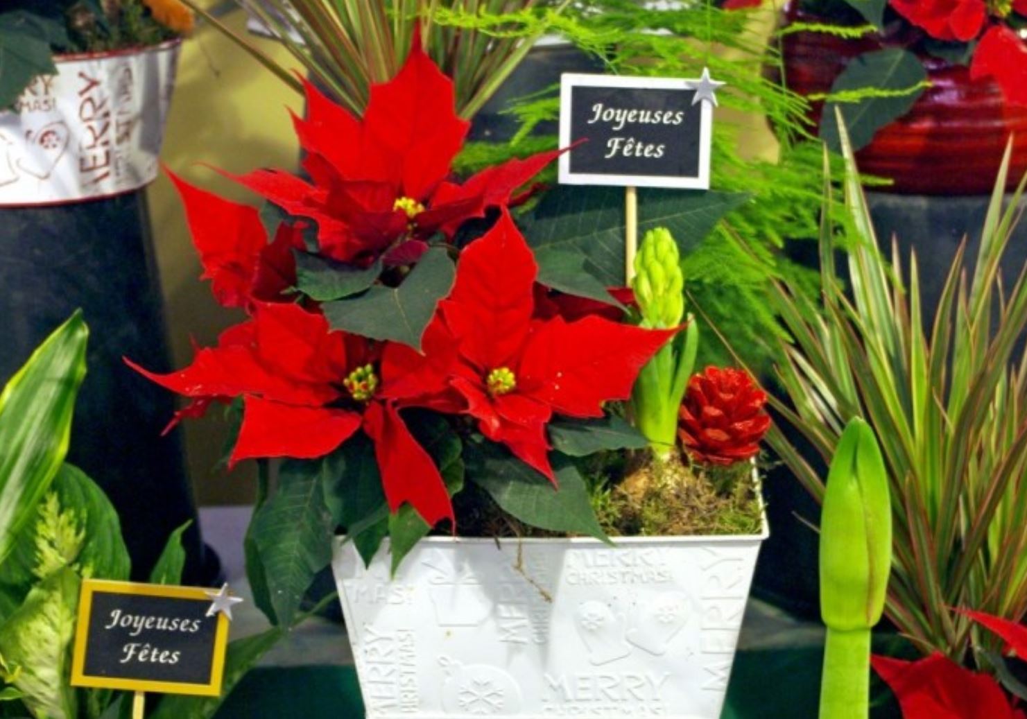 c&ocirc;ng dụng của c&acirc;y Trạng Nguy&ecirc;n