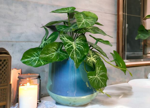 Công dụng của cây Tróc Bạc