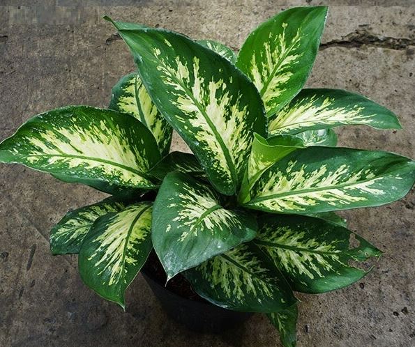 Công dụng của cây Vạn Niên Thanh