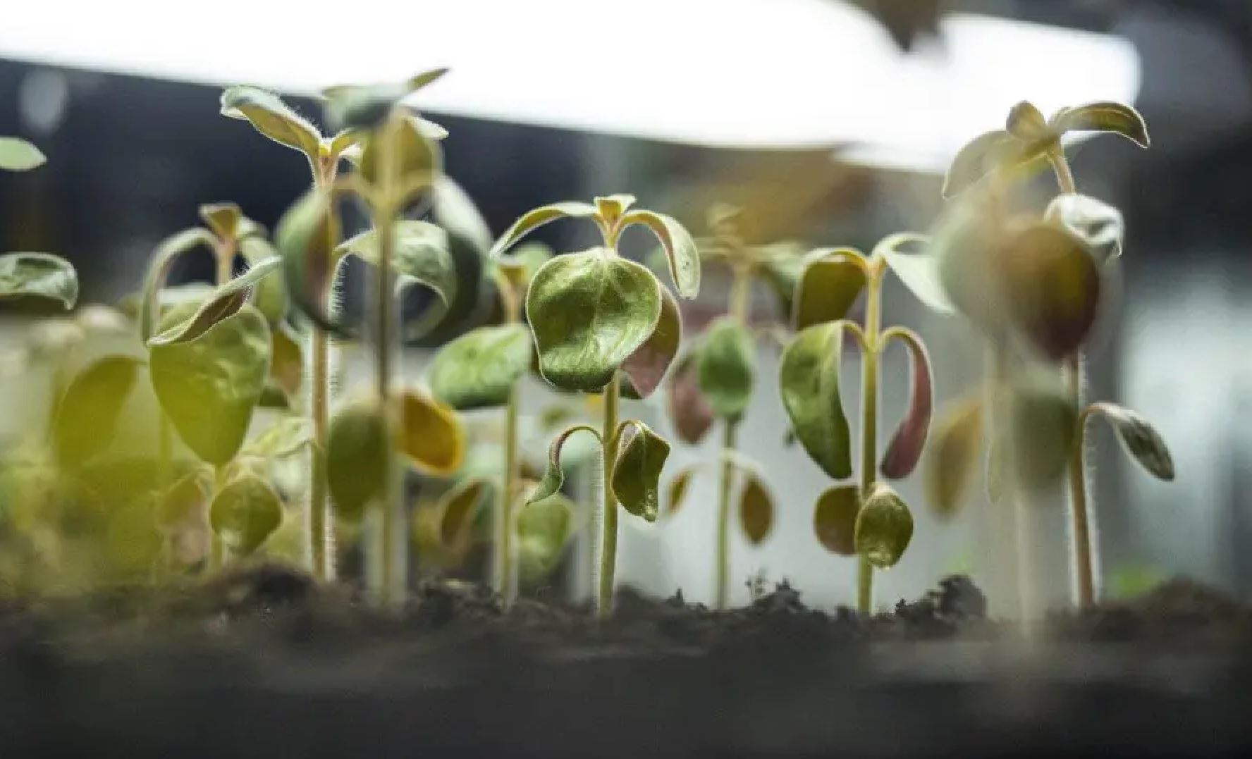 Cung cấp đủ &aacute;nh s&aacute;ng cho c&aacute;c loại rau thơm