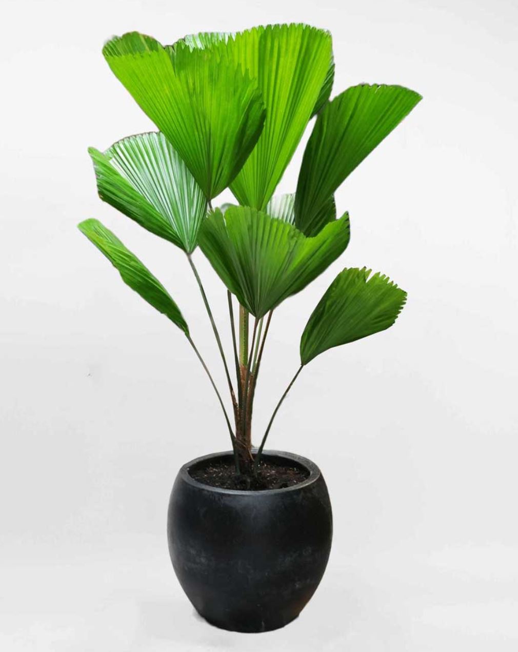 Đặc điểm c&acirc;y Cọ Cảnh