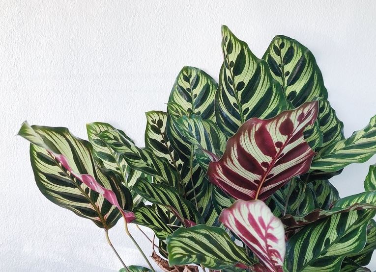 Đặc điểm của cây Đuôi Phụng