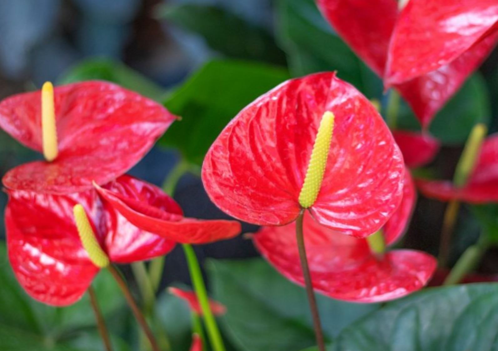 Đặc điểm của c&acirc;y Hồng M&ocirc;n