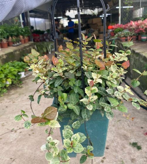 Đặc điểm của Cây Vẩy Ốc