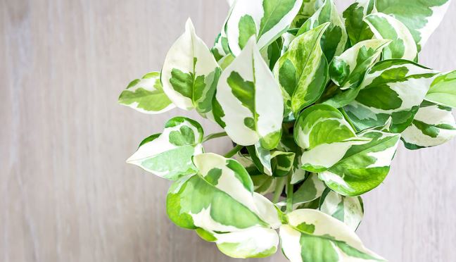 Đặc điểm chung của cây Tróc Bạc