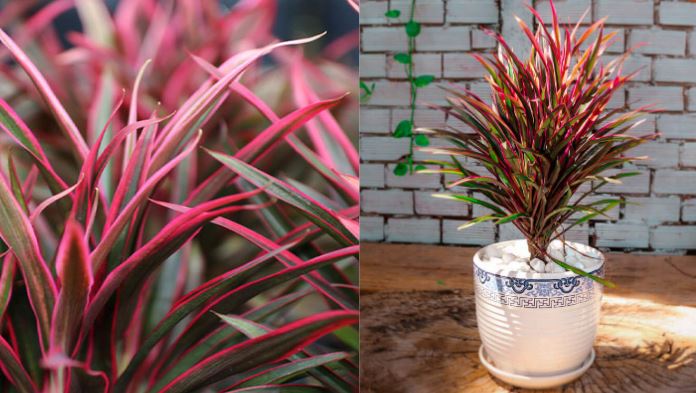 Đặc điểm của c&acirc;y &Aacute;nh Dương