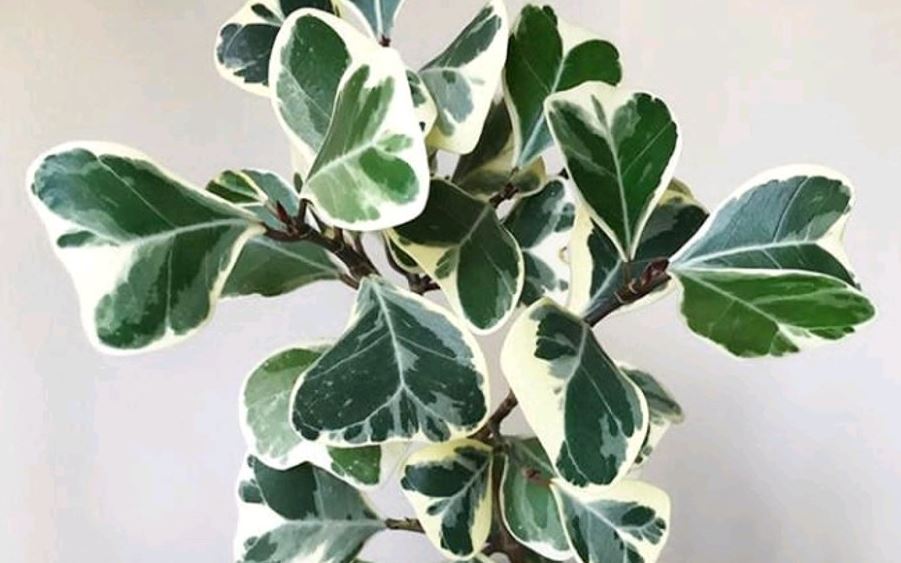 Đặc điểm của c&acirc;y Đa Tam Ph&uacute;c