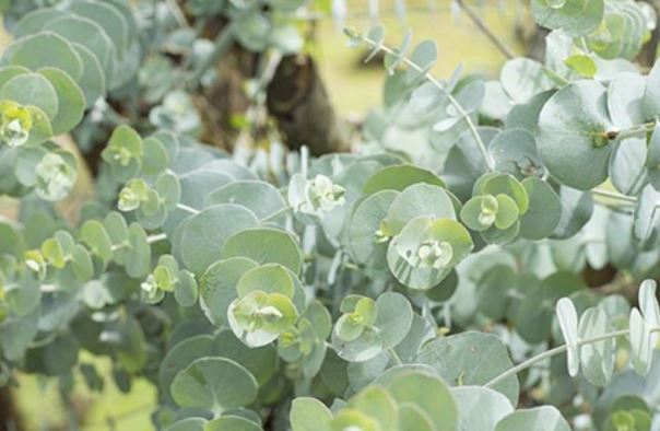 Đặc điểm của c&acirc;y Khuynh Diệp