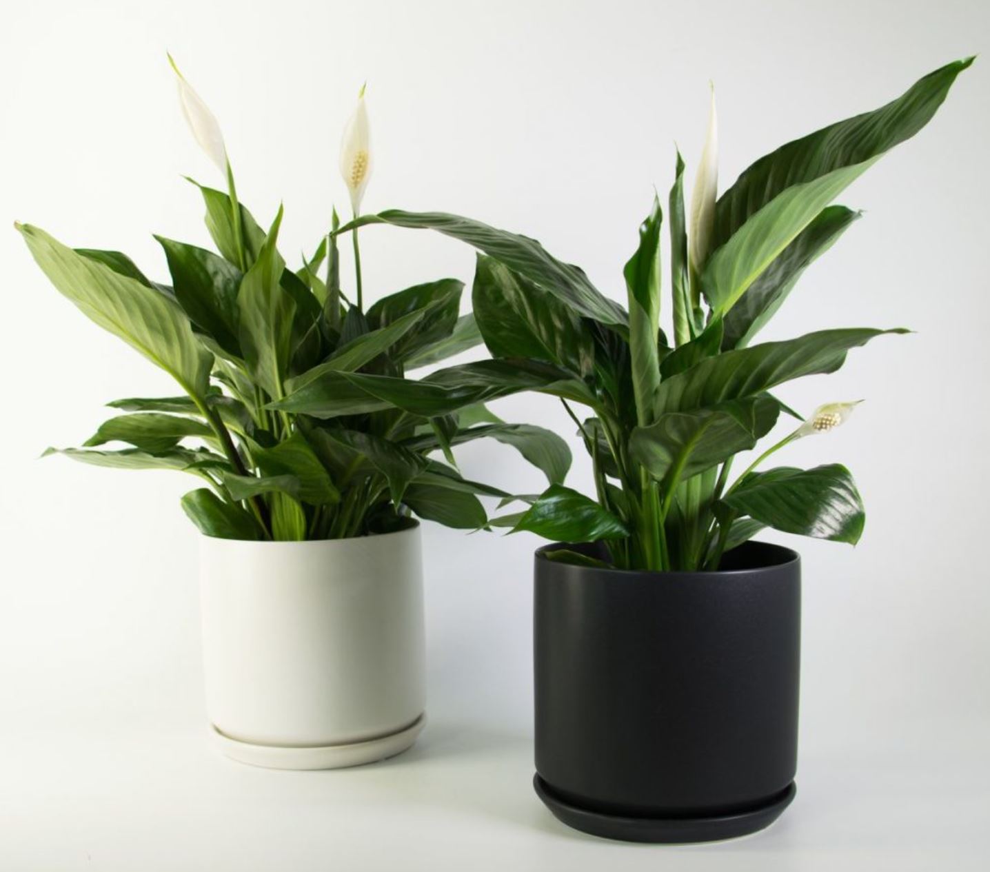 Đặc điểm của cây Lan Ý