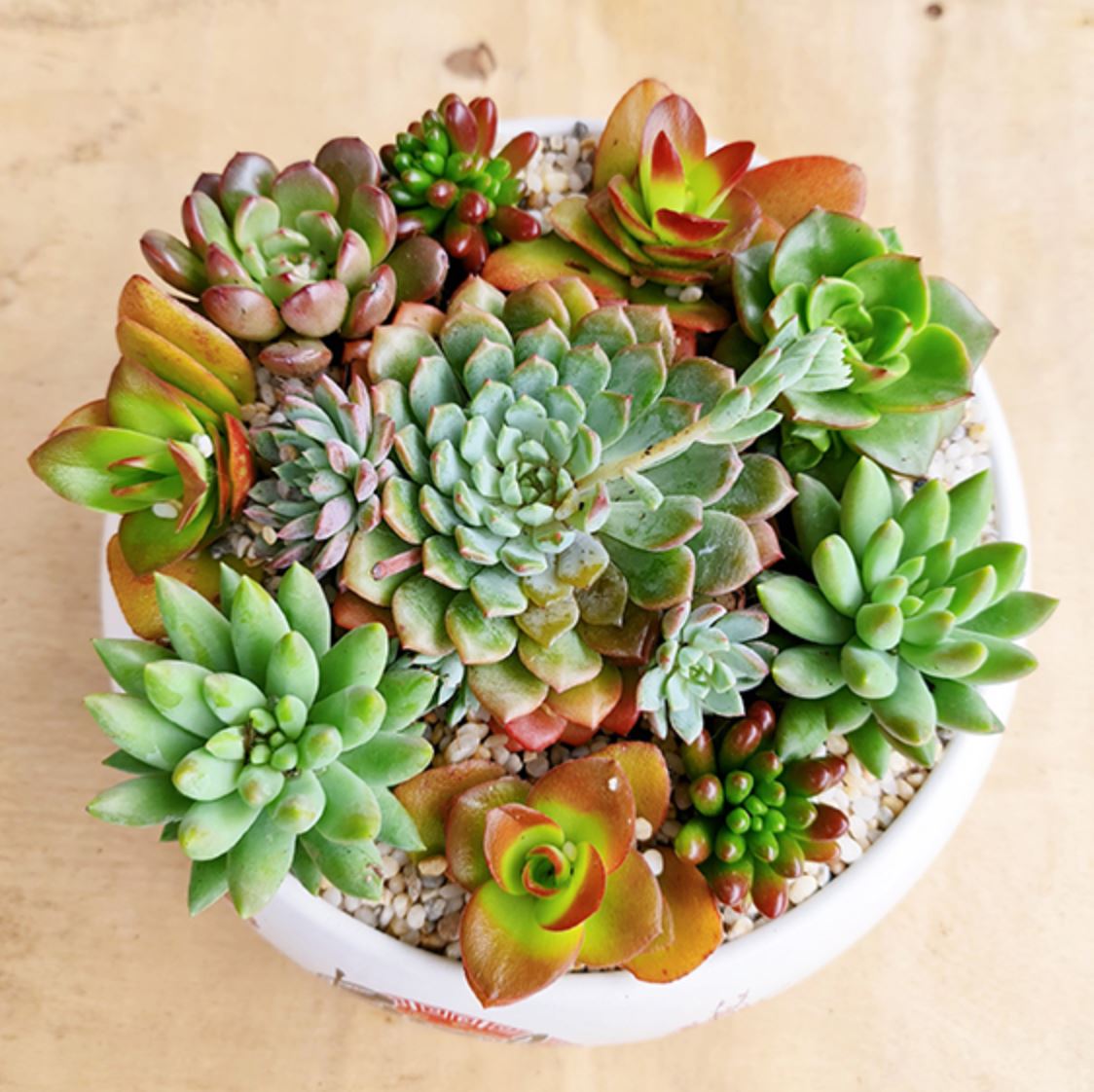 Đặc điểm của sen đá