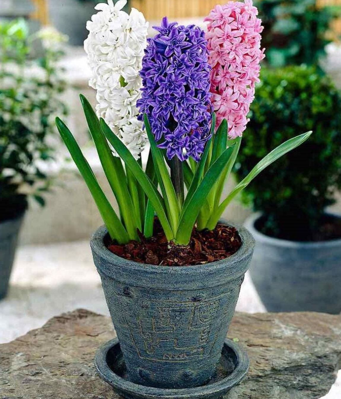 Đặc điểm của c&acirc;y Ti&ecirc;n &Ocirc;ng