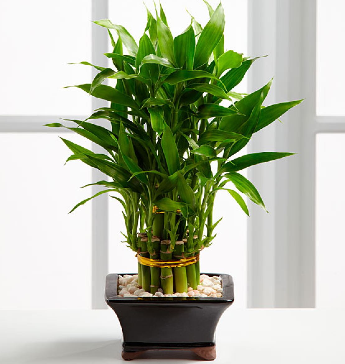 Đặc điểm của Cây Trúc Phú Quý