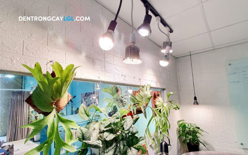 Đèn trồng cây LGL là trợ thủ đắc lực hỗ trợ cho quá trình phát triển của cây cảnh trong nhà