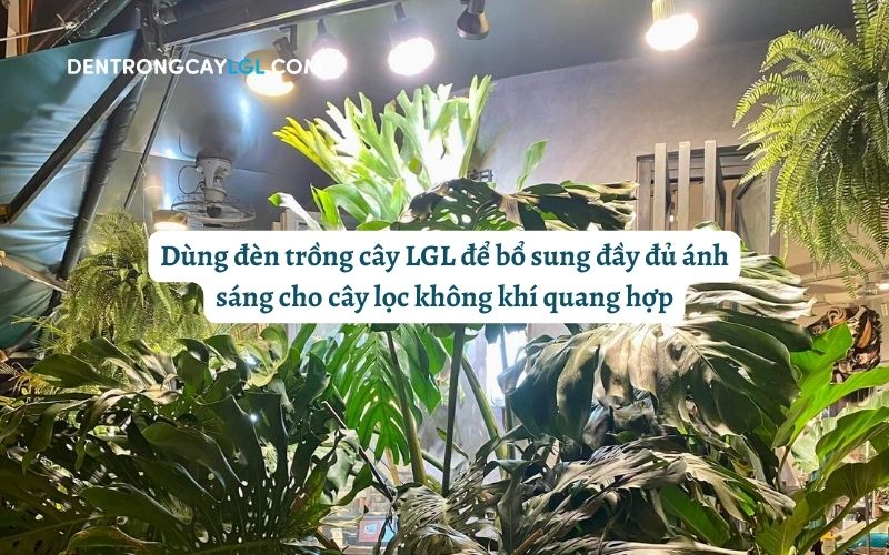 Bổ sung ánh sáng cho cây lọc không khí trong nhà quang hợp bằng đèn trồng cây LGL