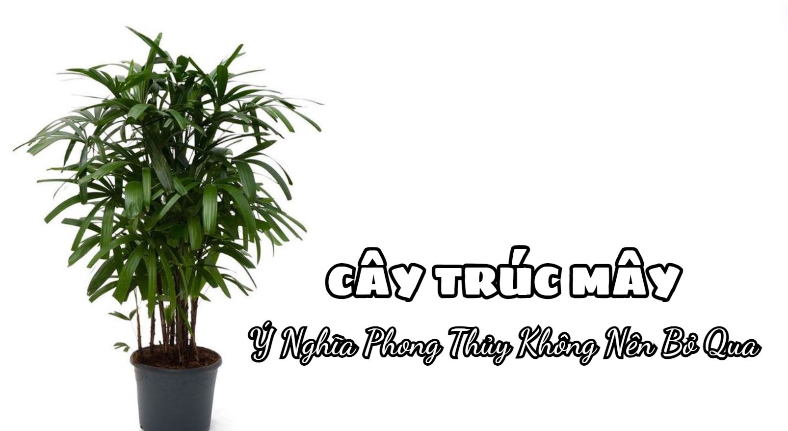 Cây Trúc Mây - Ý Nghĩa Phong Thủy Không Nên Bỏ Qua