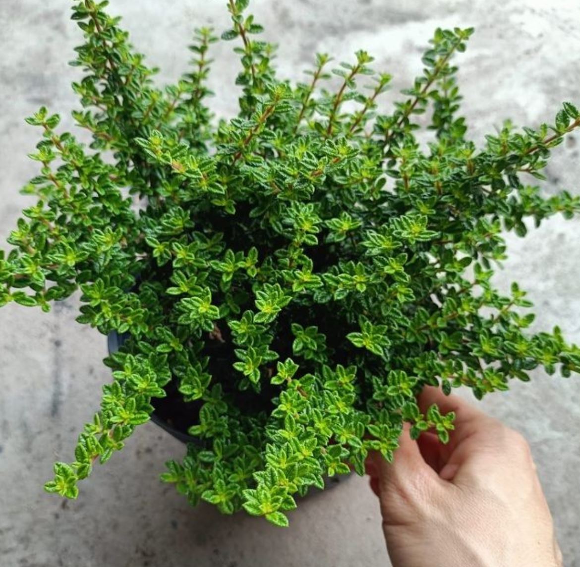 Cách trồng cây Hàm Hương