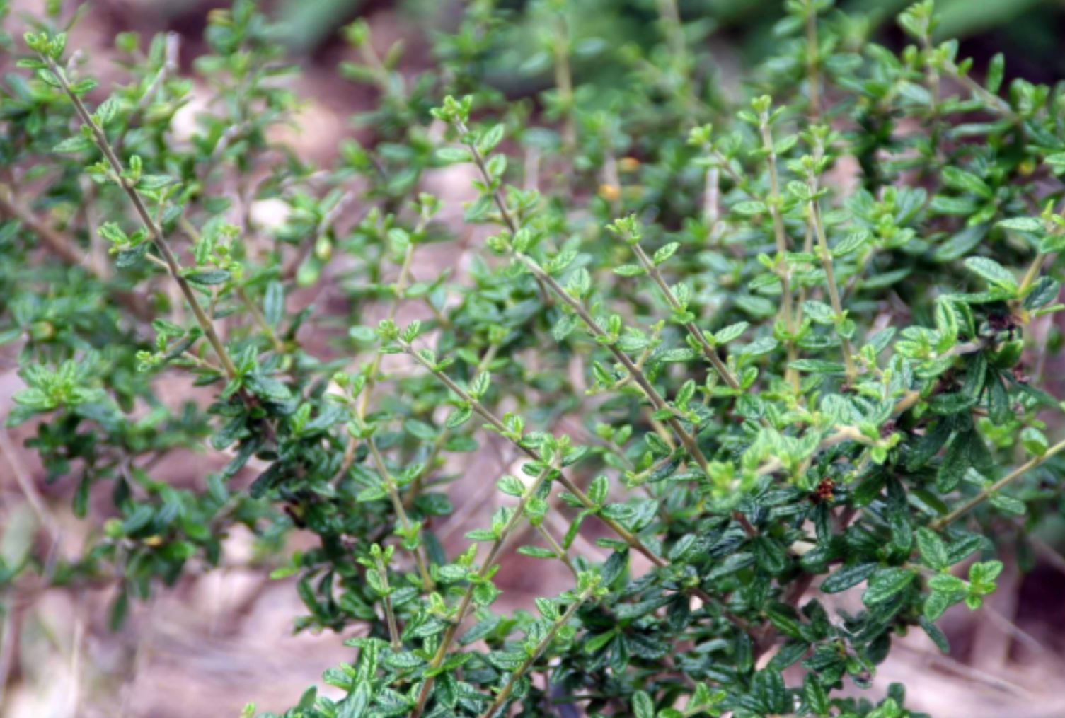 Lợi ích khi trồng cây Hàm Hương