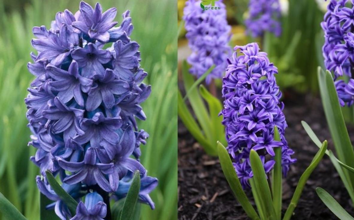 Gi&aacute; th&agrave;nh của c&acirc;y Ti&ecirc;n &Ocirc;ng 