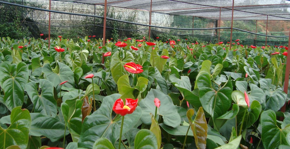 Gi&aacute; v&agrave; địa chỉ mua c&acirc;y Hồng M&ocirc;n